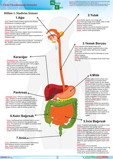 İyi Bir Sindirim Sistemi İçin Beslenme